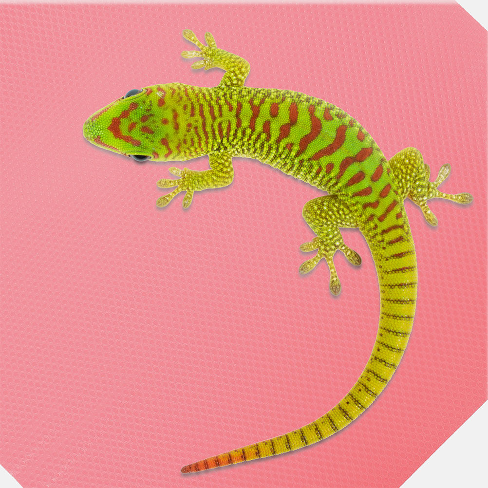 Premium Eva Reptile Carpet Mat - Cat Litter Mat recension och pris